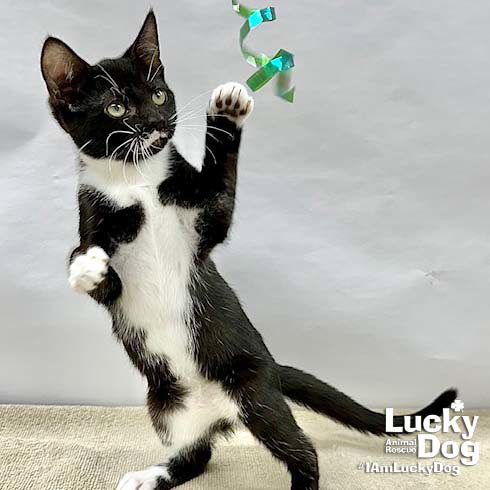 Odelle, Baby Domestic Short Hair / Mixed (short coat), cat for adoption in Bowie, Maryland