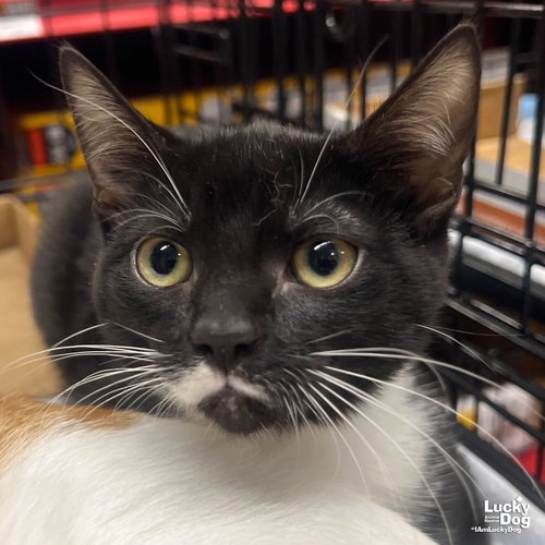 Odelle, an adoptable Domestic Short Hair in Washington, DC