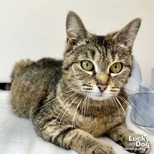 Carrie Ann, Adult Domestic Short Hair / Mixed (short coat), cat for adoption in Bowie, Maryland