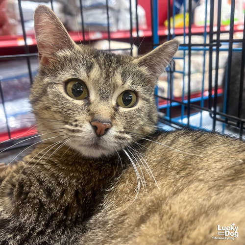 Carrie Ann, Adult Domestic Short Hair / Mixed (short coat), cat for adoption in Annapolis, Maryland