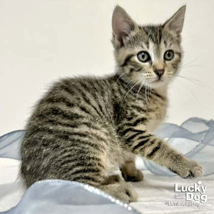 Chatty Cathy, Baby Domestic Short Hair / Mixed (short coat), cat for adoption in Bowie, Maryland