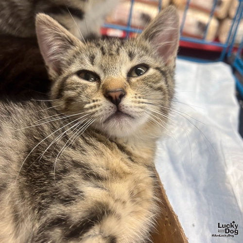 Chatty Cathy, an adoptable Domestic Short Hair in Washington, DC