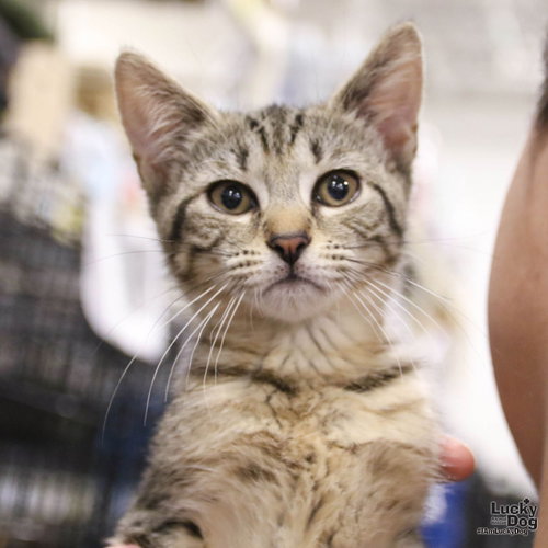 Chatty Cathy, Baby Domestic Short Hair / Mixed (short coat), cat for adoption in Manassas, Virginia