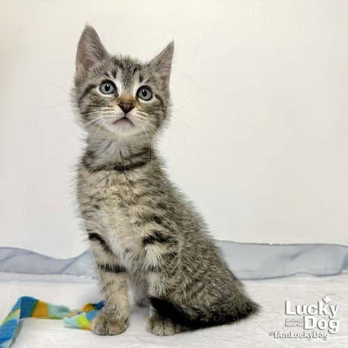 Cindy Lou Who, Baby Domestic Short Hair / Mixed (short coat), cat for adoption in Bowie, Maryland