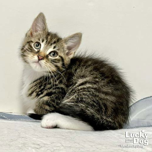 Christopher Robin, Baby Domestic Short Hair / Mixed (short coat), cat for adoption in Bowie, Maryland