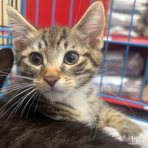 Christopher Robin, Baby Domestic Short Hair / Mixed (short coat), cat for adoption in Annapolis, Maryland