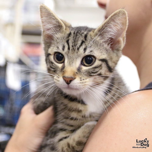 Christopher Robin, Baby Domestic Short Hair / Mixed (short coat), cat for adoption in Manassas, Virginia