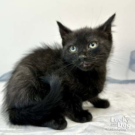Cinderella, Baby Domestic Short Hair / Mixed (short coat), cat for adoption in Bowie, Maryland