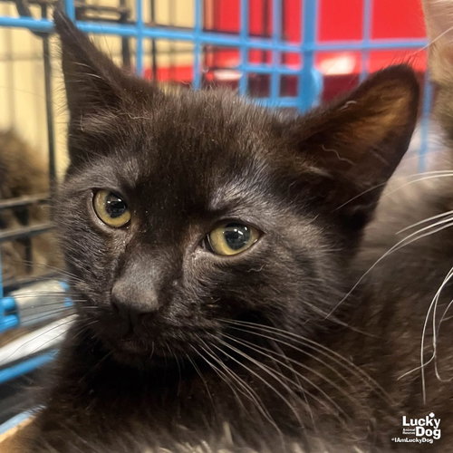 Cinderella, Baby Domestic Short Hair / Mixed (short coat), cat for adoption in Annapolis, Maryland