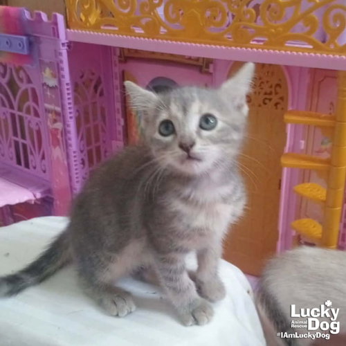Lil Lilo, Baby Domestic Short Hair / Mixed (short coat), cat for adoption in Bowie, Maryland
