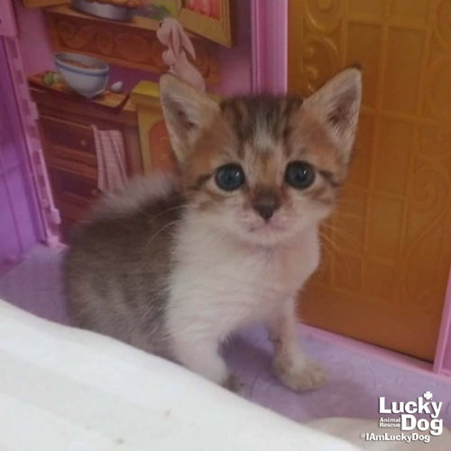 Lil Pearl, Baby Domestic Short Hair / Mixed (short coat), cat for adoption in Bowie, Maryland