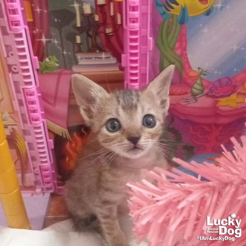 Lil Stitch, an adoptable Domestic Short Hair in Washington, DC