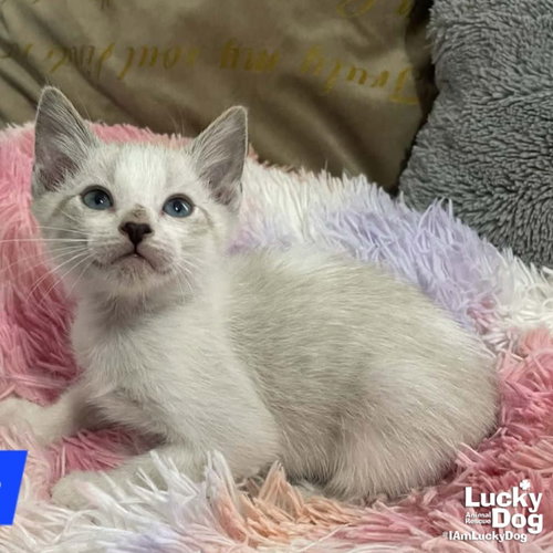 Lil Sonic, Baby Domestic Short Hair / Mixed (short coat), cat for adoption in Bowie, Maryland