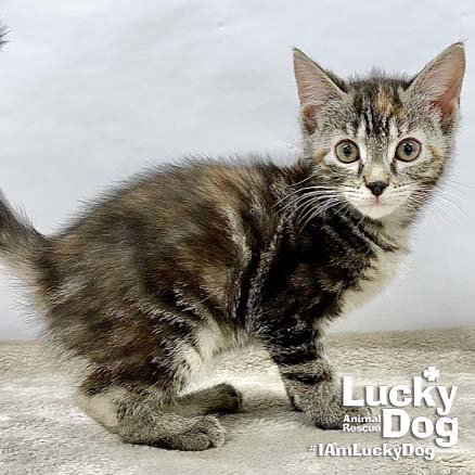 Lillybeth, Baby Domestic Short Hair / Mixed (short coat), cat for adoption in Bowie, Maryland