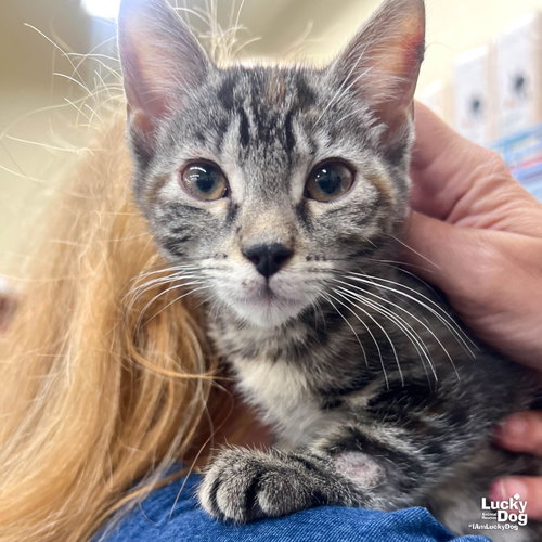Lillybeth, Baby Domestic Short Hair / Mixed (short coat), cat for adoption in Annapolis, Maryland