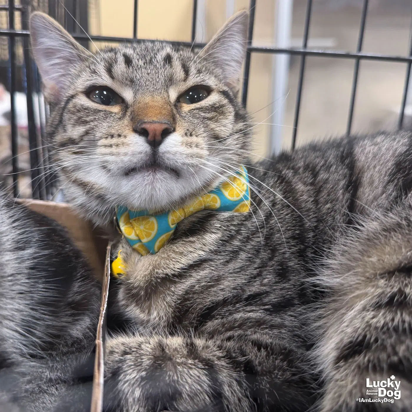 Lillybeth - Domestic Short Hair