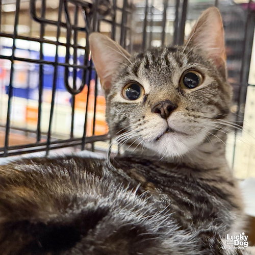 Lillybeth, a cat for adoption from Lucky Dog Animal Rescue