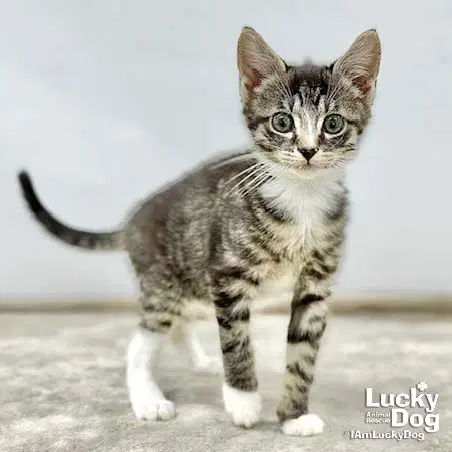 Livia image 3
