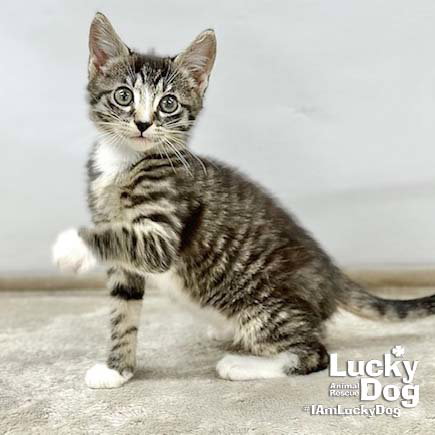 Livia, Baby Domestic Short Hair / Mixed (short coat), cat for adoption in Bowie, Maryland