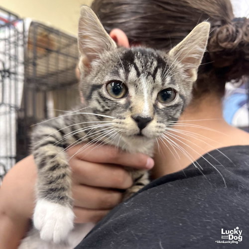 Livia, Baby Domestic Short Hair / Mixed (short coat), cat for adoption in Annapolis, Maryland