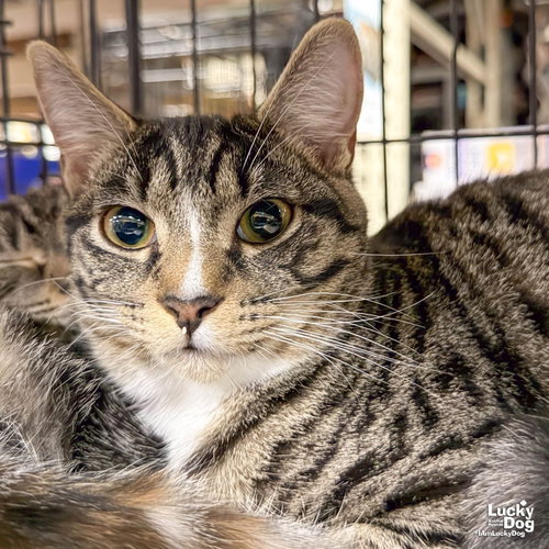 Livia, a cat for adoption from Lucky Dog Animal Rescue