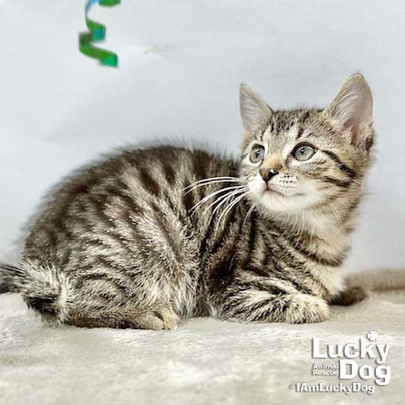 Lucas photo 3