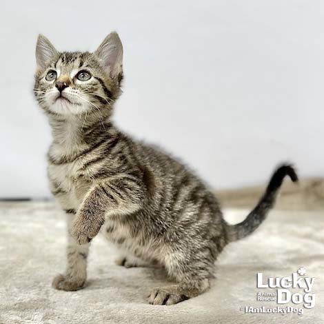 Lucas, Baby Domestic Short Hair / Mixed (short coat), cat for adoption in Bowie, Maryland