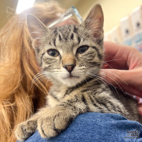 Lucas, an adoptable Domestic Short Hair in Washington, DC