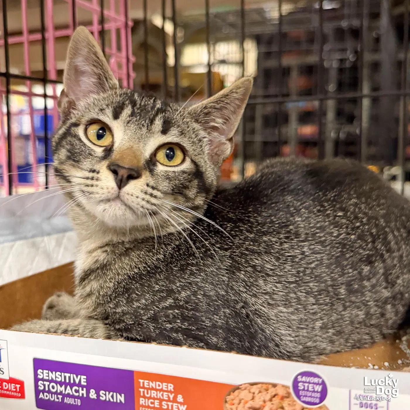 Lucas - Domestic Short Hair