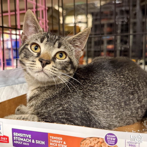 Lucas, a cat for adoption from Lucky Dog Animal Rescue