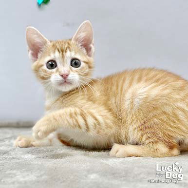 Lex, Baby Domestic Short Hair / Mixed (short coat), cat for adoption in Bowie, Maryland