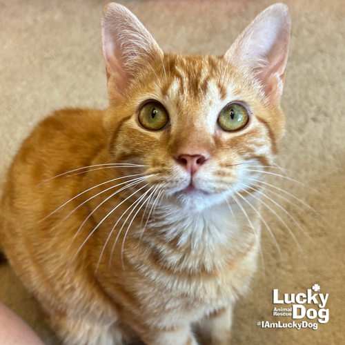 Sawyer, Adult Domestic Short Hair / Mixed (short coat), cat for adoption in Bowie, Maryland