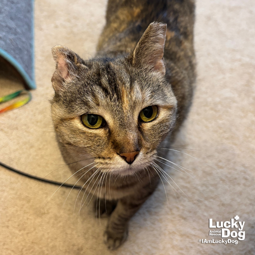 Sylvie, Adult Domestic Short Hair / Mixed (short coat), cat for adoption in Bowie, Maryland