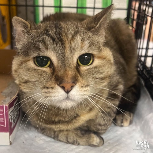 Sylvie, Adult Domestic Short Hair / Mixed (short coat), cat for adoption in Annapolis, Maryland