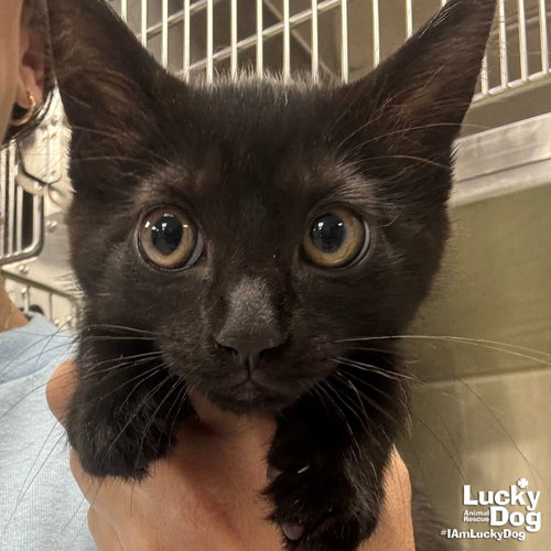 Zinnia, Baby Domestic Short Hair / Mixed (short coat), cat for adoption in Bowie, Maryland
