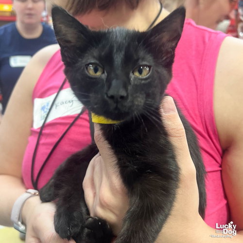 Zinnia, an adoptable Domestic Short Hair in Washington, DC