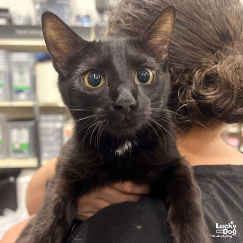 Zinnia, a cat for adoption from Lucky Dog Animal Rescue