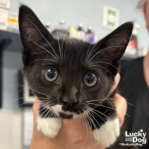Zippy, Baby Domestic Short Hair / Mixed (short coat), cat for adoption in Bowie, Maryland