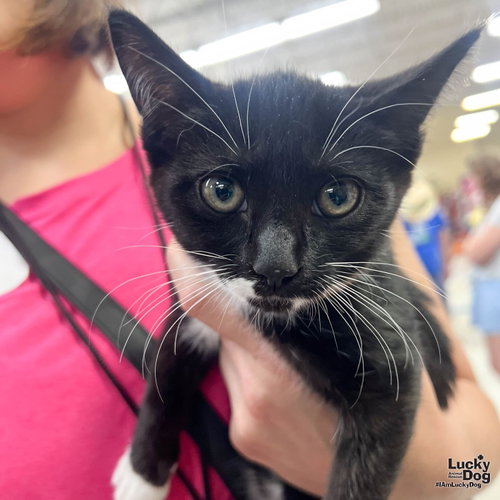 Zippy, Baby Domestic Short Hair / Mixed (short coat), cat for adoption in Annapolis, Maryland