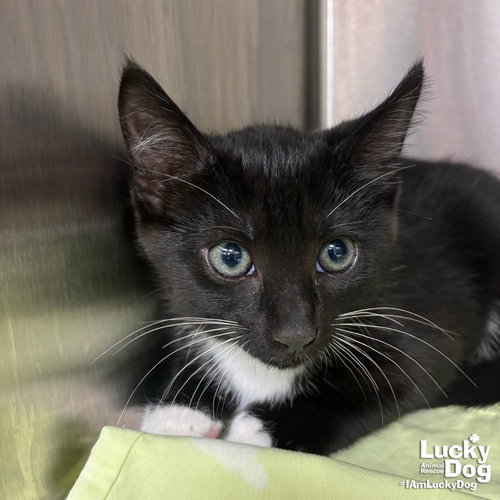 Zebra, Baby Domestic Short Hair / Mixed (short coat), cat for adoption in Bowie, Maryland