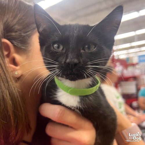 Zebra, Baby Domestic Short Hair / Mixed (short coat), cat for adoption in Annapolis, Maryland