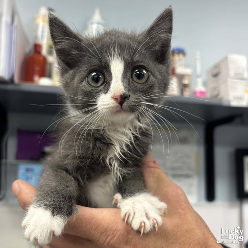Bub, Baby Domestic Short Hair / Mixed (short coat), cat for adoption in Bowie, Maryland
