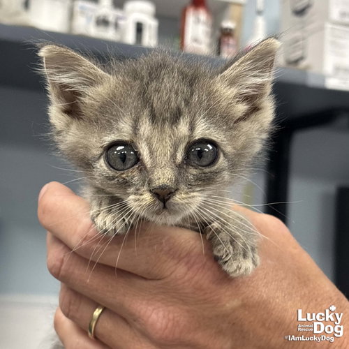 Bug, Baby Domestic Short Hair / Mixed (short coat), cat for adoption in Bowie, Maryland