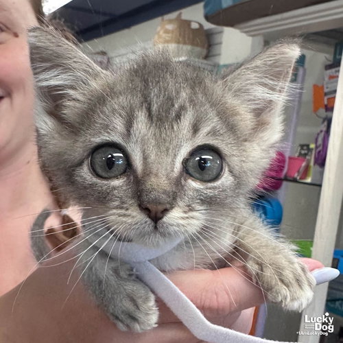 Bug, Baby Domestic Short Hair / Mixed (short coat), cat for adoption in Annapolis, Maryland