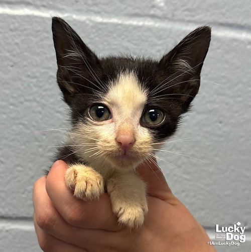 Colt, an adoptable Domestic Short Hair in Washington, DC