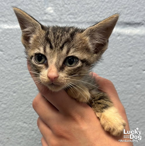 Cowboy, Baby Domestic Short Hair / Mixed (short coat), cat for adoption in Annapolis, Maryland