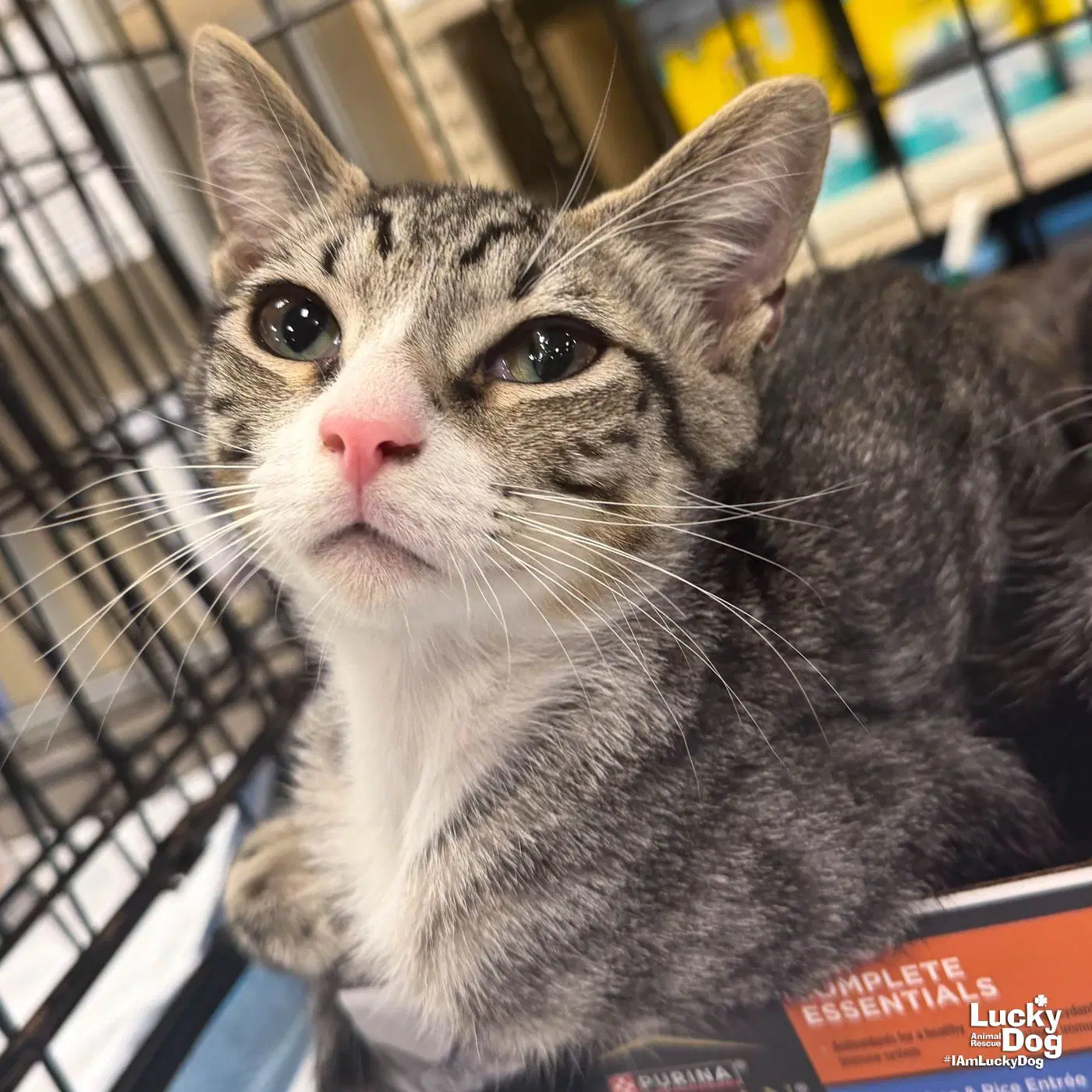 Cowboy image 2