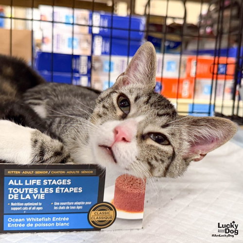 Cowboy, a cat for adoption from Lucky Dog Animal Rescue
