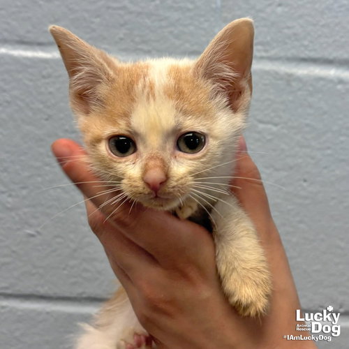 Coral, an adoptable Domestic Short Hair in Washington, DC