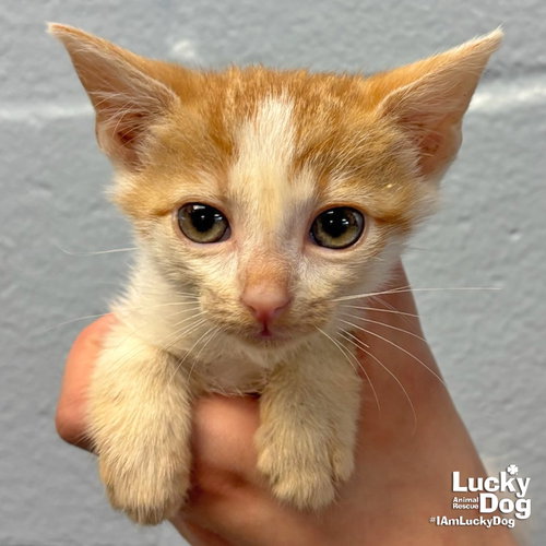 Creek, Baby Domestic Short Hair / Mixed (short coat), cat for adoption in Annapolis, Maryland